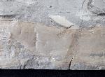 Neocalamites lehmannianus (GPPERT 1845) in WEBER 1968 - Bild © FossNet FossilienStore